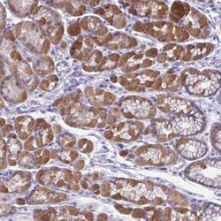 RGPD1 Antibody, Novus Biologicals:Antibodies:Primary Antibodies