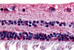 RGR Antibody - BSA Free, Novus Biologicals 50 &mu;g; Unconjugated:Antibodies,