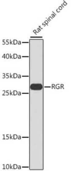 RGR Antibody - BSA Free, Novus Biologicals:Antibodies:Primary Antibodies