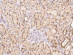 RGS13 Antibody, Novus Biologicals 50 &mu;g, Unconjugated:Antibodies, Polyclonal