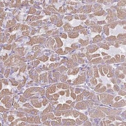 RGS16 Antibody, Novus Biologicals 25 &mu;L, Unconjugated:Antibodies, Polyclonal