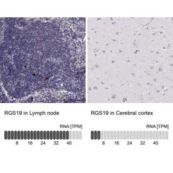 RGS19 Antibody, Novus Biologicals:Antibodies:Primary Antibodies