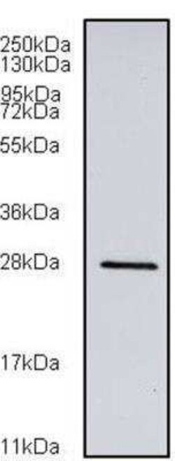 RGS2 Antibody (4C4), Novus Biologicals 0.1 mg, Unconjugated:Antibodies,