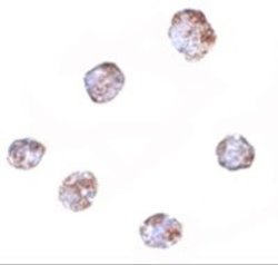 RGS21 Antibody - BSA Free, Novus Biologicals 0.1 mg; Unconjugated:Antibodies,