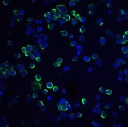 RGS21 Antibody - BSA Free, Novus Biologicals 0.1 mg; Unconjugated:Antibodies,