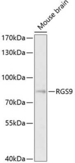 RGS9 Antibody - BSA Free, Novus Biologicals™