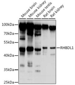 RHBDL1 Antibody - Azide and BSA Free, Novus Biologicals:Antibodies:Primary