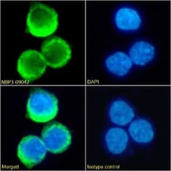 RHD Antibody (D7C2) - Chimeric - Azide and BSA Free, Novus Biologicals