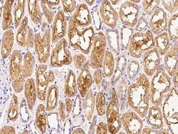 RHEBL1 Antibody, Novus Biologicals 100 &mu;g, Unconjugated:Anticuerpos