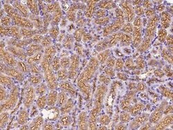 RHEBL1 Antibody, Novus Biologicals 100 &mu;g, Unconjugated:Anticuerpos