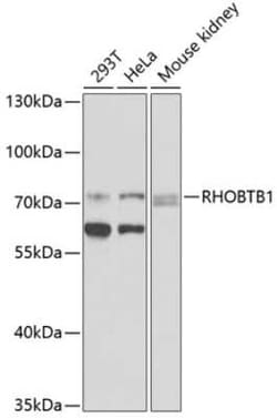 RHOBTB1 Antibody - BSA Free, Novus Biologicals 0.1 mL; Unconjugated:Antibodies,
