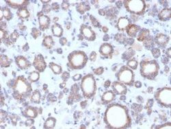 RHOBTB2 Antibody (DBC2/3364) - Azide and BSA Free, Novus Biologicals 100 &mu;g | Buy Online | Novus Biologicals | Fisher Scientific