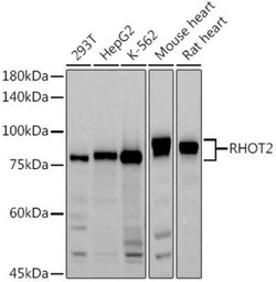 RHOT2 Antibody - Azide and BSA Free, Novus Biologicals:Antibodies:Primary