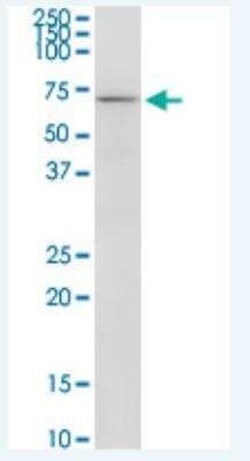 RIC8A Antibody (1H6), Novus Biologicals 100 &mu;g; Unconjugated:Antibodies,