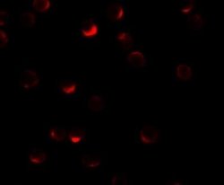 RILP Antibody - BSA Free, Novus Biologicals 0.1 mg; Unconjugated:Antibodies,