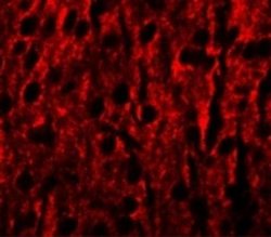 RILPL1 Antibody - BSA Free, Novus Biologicals 0.1 mg | Buy Online | Novus Biologicals | Fisher Scientific