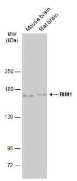 RIMS1 Antibody, Novus Biologicals 100 &mu;g | Buy Online | Novus Biologicals | Fisher Scientific