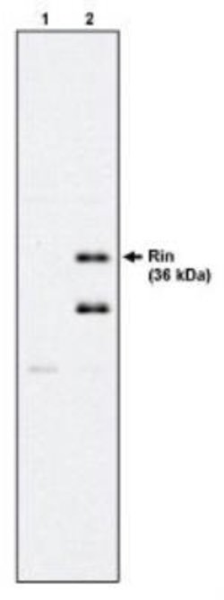 RIN1 Antibody (27G2), Novus Biologicals 100&mu;g:Antibodies, Monoclonal
