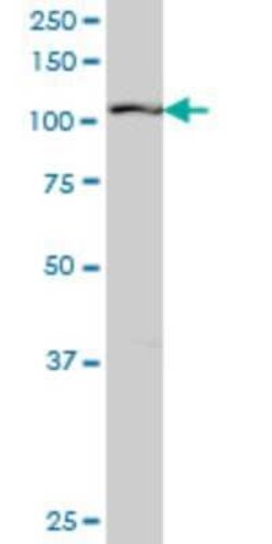 RIN2 Antibody (1E6), Novus Biologicals 0.1 mg | Buy Online | Novus Biologicals | Fisher Scientific