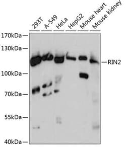 RIN2 Antibody - Azide and BSA Free, Novus Biologicals:Antibodies:Primary