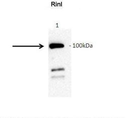 RINL Rabbit anti-Human, Polyclonal, Novus Biologicals 0.1 mL; Unconjugated:Antibodies,