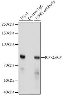 RIPK1/RIP1 Rabbit anti-Human, Clone: 2V4N8, Novus Biologicals 100 &mu;g;
