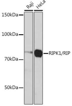 RIPK1/RIP1 Rabbit anti-Human, Clone: 2V4N8, Novus Biologicals 100 &mu;g;