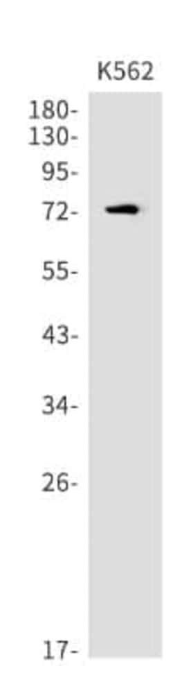 RIPK1/RIP1 Antibody (S08-9K5), Novus Biologicals 100 &mu;g; Unconjugated:Antibodies,