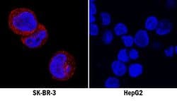 RIPK3/RIP3 Antibody (1312D) - BSA Free, Novus Biologicals:Antibodies:Primary
