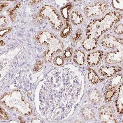 RISC Antibody, Novus Biologicals 25 &mu;L, Unconjugated:Antibodies, Polyclonal