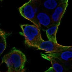 RKIP/PBP Antibody, Novus Biologicals 100 &mu;g; Unconjugated:Antibodies,