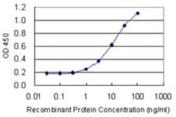 RLF Antibody (2G2), Novus Biologicals 0.1 mg; Unconjugated:Anticuerpos