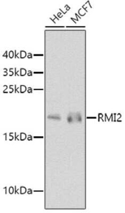 RMI2 Antibody - BSA Free, Novus Biologicals 0.1 mL; Unconjugated:Antibodies,