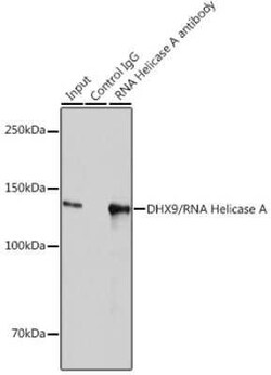 RNA Helicase A Rabbit anti-Human, Mouse, Rat, Clone: 2I6C5, Novus Biologicals:Antibodies:Primary