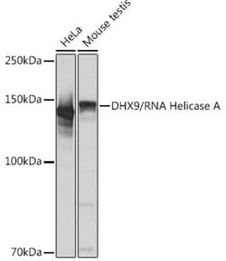 RNA Helicase A Rabbit anti-Human, Mouse, Rat, Clone: 2I6C5, Novus Biologicals:Antibodies:Primary