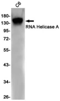 RNA Helicase A Antibody (S03-8A8), Novus Biologicals 50 &mu;g; Unconjugated:Antibodies,