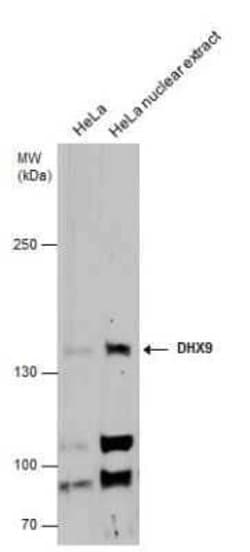 RNA Helicase A Antibody, Novus Biologicals 100 &mu;g; Unconjugated:Antibodies,