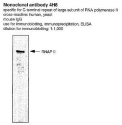 RNA Polymerase II/POLR2A, p Ser5 Antibody (CTD 4H8) - BSA Free, Novus Biologicals 0.1 mL | Buy Online | Novus Biologicals | Fisher Scientific
