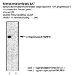 RNA Polymerase II/POLR2A, p Ser5 Antibody (CTD 8A7), Novus Biologicals