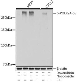 RNA Polymerase II/POLR2A Rabbit anti-Human, Mouse, Clone: 10C7U2, Novus