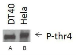 RNA Polymerase II/POLR2A, p Thr4 Antibody - BSA Free, Novus Biologicals:Antibodies:Primary