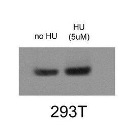 RNA Polymerase II/POLR2A, p Thr4 Antibody - BSA Free, Novus Biologicals:Antibodies:Primary