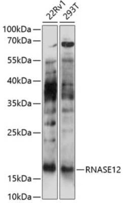 RNASE12 Antibody - Azide and BSA Free, Novus Biologicals:Anticuerpos:Anticuerpos