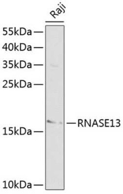 RNASE13 Antibody - BSA Free, Novus Biologicals 0.02 mL | Buy Online | Novus Biologicals | Fisher Scientific