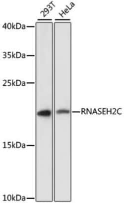 RNASEH2C Antibody - Azide and BSA Free, Novus Biologicals 0.1 mL; Unconjugated:Antibodies,