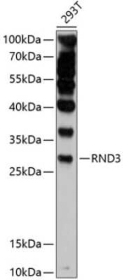 RND3 Antibody - Azide and BSA Free, Novus Biologicals 0.02 mL | Buy Online | Novus Biologicals | Fisher Scientific