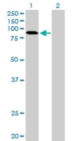 RNF10 Antibody, Novus Biologicals 0.05 mg | Buy Online | Novus Biologicals | Fisher Scientific