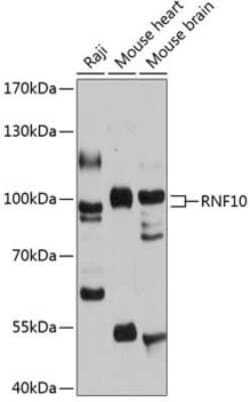 RNF10 Antibody - Azide and BSA Free, Novus Biologicals 0.1 mL; Unconjugated:Antibodies,