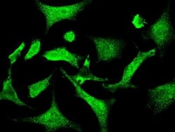 RNF11 Antibody, Novus Biologicals:Antibodies:Primary Antibodies