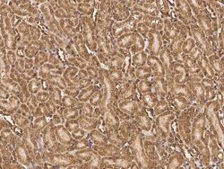 RNF11 Antibody, Novus Biologicals:Antibodies:Primary Antibodies